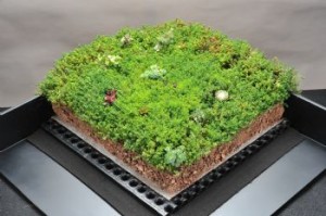 Green light for SIG Design & Technology and Blackdown green roof partnership