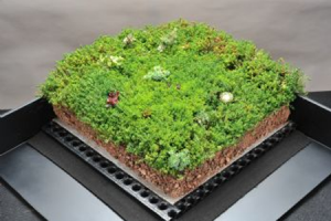 sig dand t blackdown green roofing