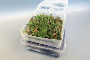 Sedum Roof Sample - Green Roof Trial Kit