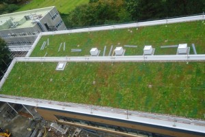 Built Up Extensive Green Roof - Aberystwyth University