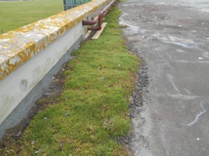 Grass Flat Roof Leaks