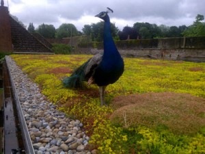 Verdico Green Roof Peacock