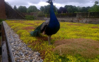 Verdico Green Roof Peacock