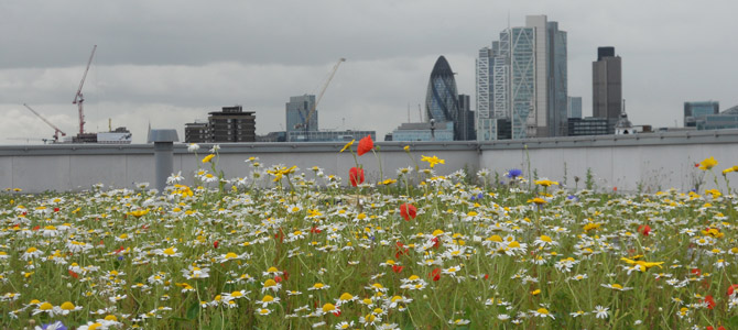 Verdico VerdiRoof Green Roof in London