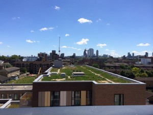 Green roof on a London housing development