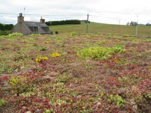 VerdiRoof Green Roof