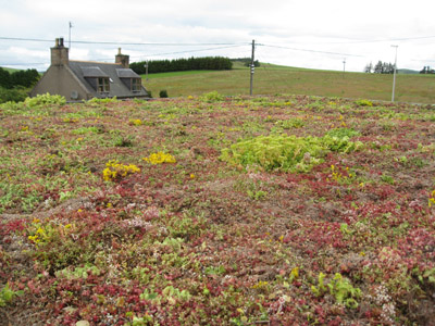 VerdiRoof Green Roof