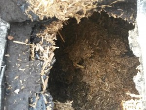 Interstitial Condensation: Core Sample of Cold roof showing failed deck and Unvented void