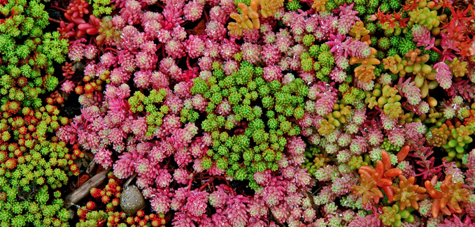 Eco green Roof Planting v2