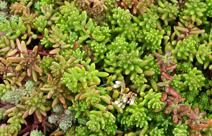 Sedum Album Coral Carpet