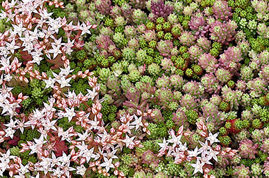 Sedum Hispanicum