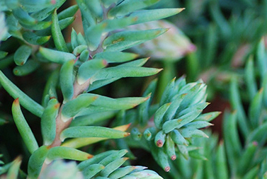 Sedum Reflexum