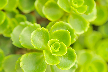 Sedum Summer Glory