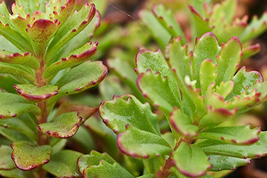 Sedum Weihenstephaner Gold