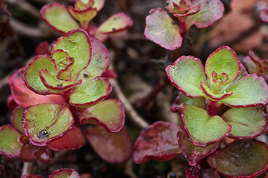 Sedum voodoo