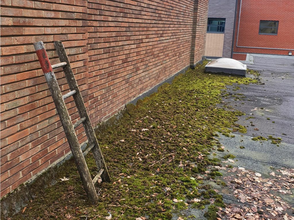 Moss, detritus and an old ladder left on a flat roof