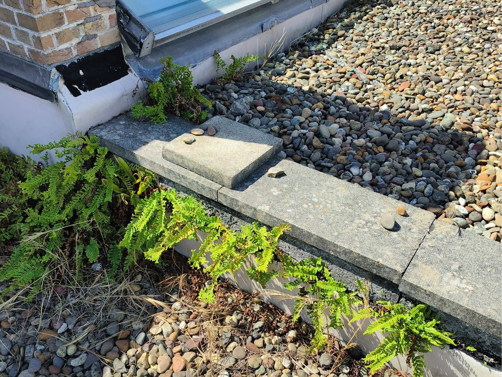 Flat Roof Maintenance issues - Vegetation growth on a flat roof